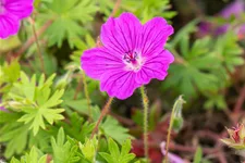 Geranium sanguineum 'Tiny Monster'