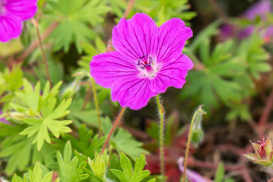 Geranium sanguineum 'Tiny Monster'