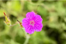 Geranium sanguineum 'Tiny Monster'