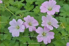 Geranium 'Bremdream'
