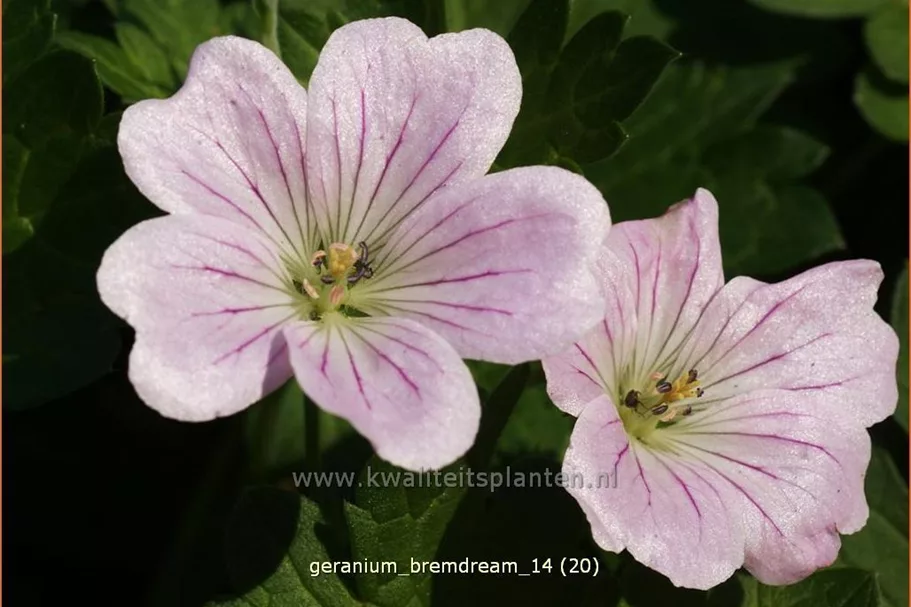 Geranium 'Bremdream'