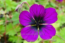 Geranium 'Sandrine'