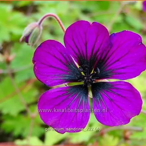 Geranium 'Sandrine'