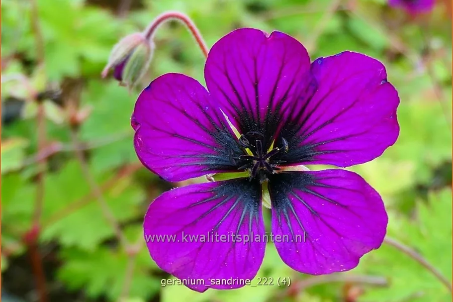 Geranium 'Sandrine'