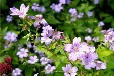 Geranium nodosum