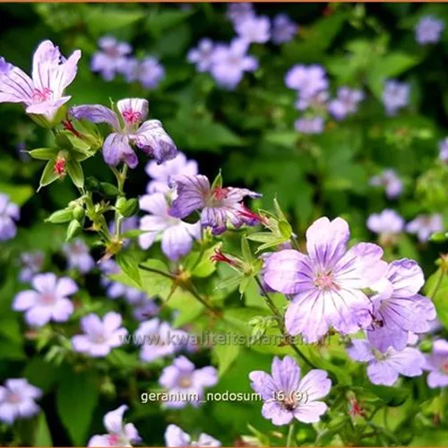 Geranium nodosum