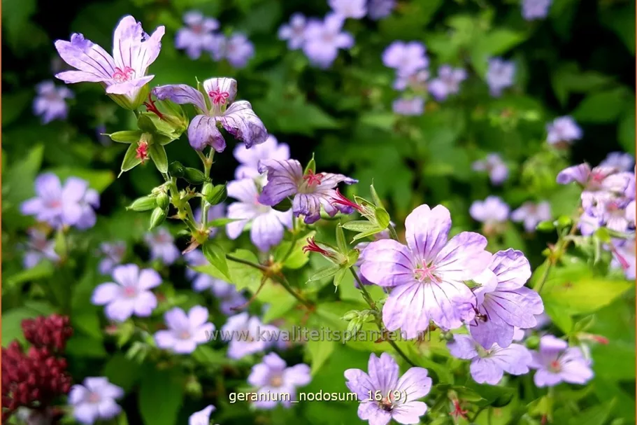 Geranium nodosum