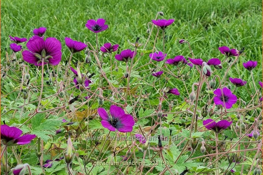 Geranium 'Sandrine'