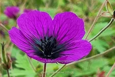 Geranium 'Sandrine'