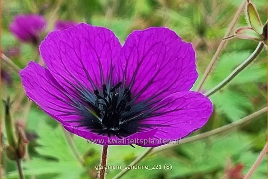 Geranium 'Sandrine'