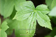 Geranium nodosum
