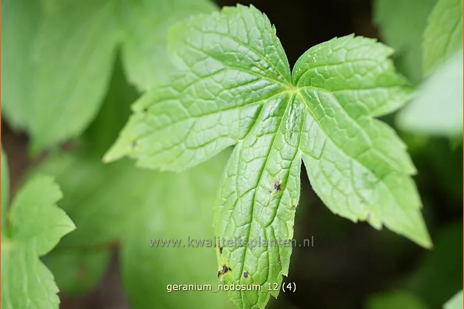 Geranium nodosum