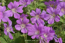Geranium gracile 'Sirak'