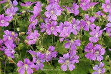 Geranium gracile 'Sirak'