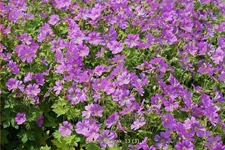 Geranium gracile 'Sirak'