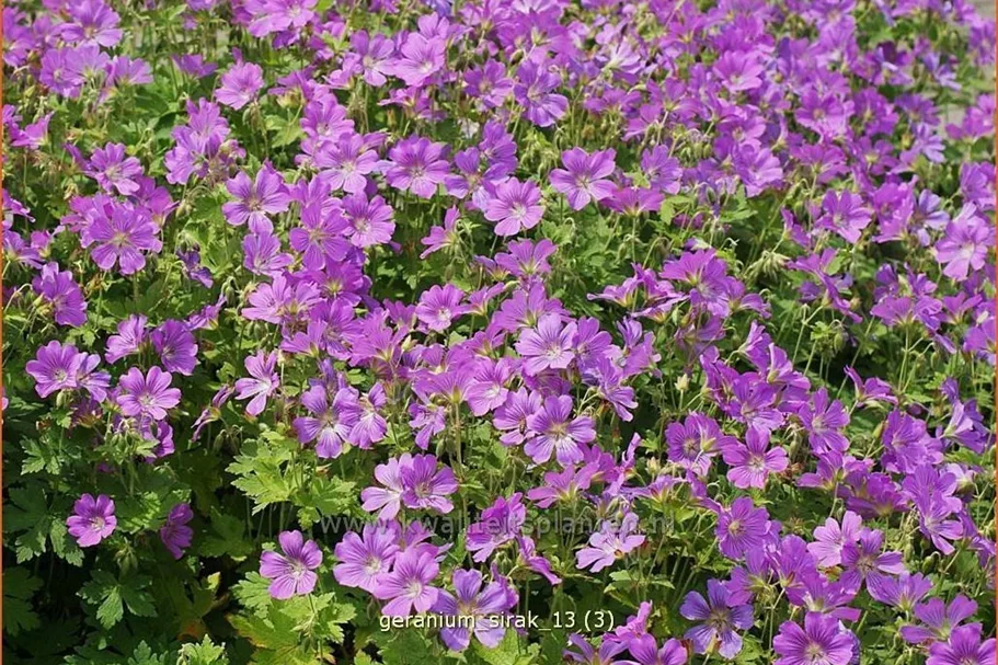 Geranium gracile 'Sirak'