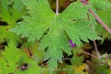 Geranium 'Sandrine'