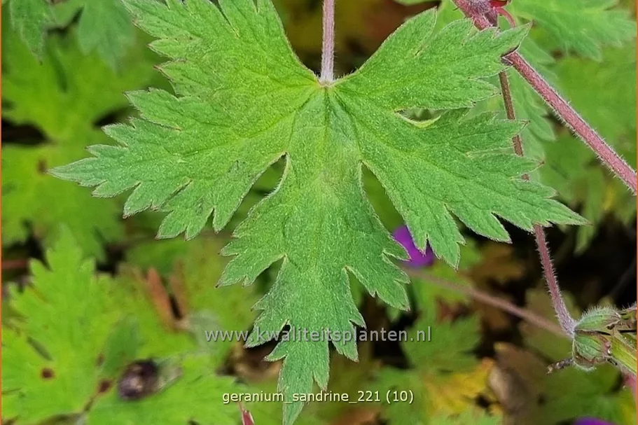 Geranium 'Sandrine'