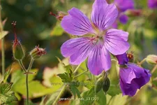 Geranium gracile 'Sirak'