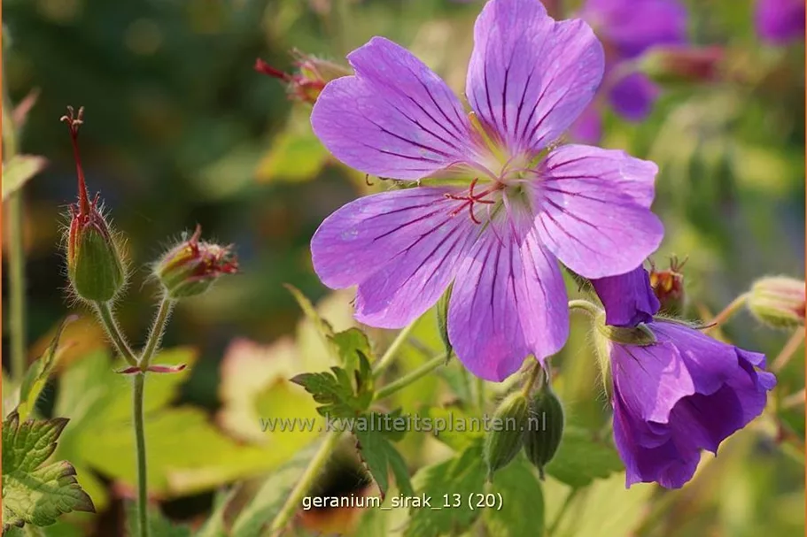 Geranium gracile 'Sirak'