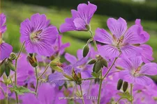 Geranium gracile 'Sirak'