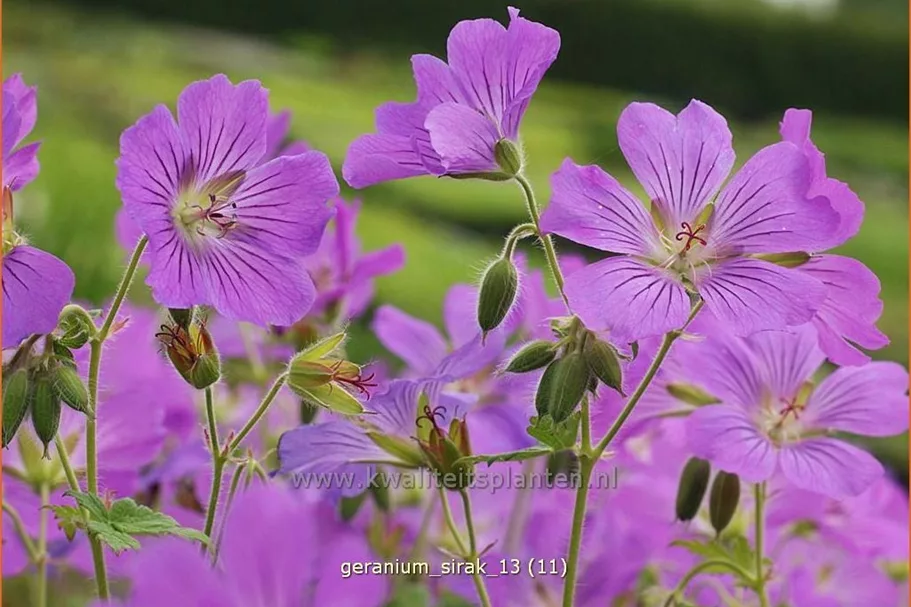 Geranium gracile 'Sirak'