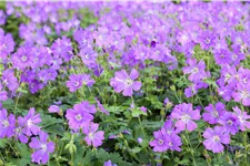 Geranium gracile 'Sirak'