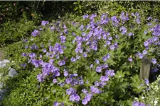 Geranium gracile 'Sirak'