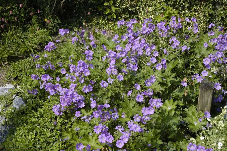 Geranium gracile 'Sirak'