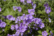 Geranium gracile 'Sirak'