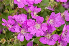 Geranium gracile 'Sirak'