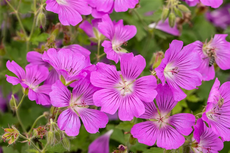 Geranium gracile 'Sirak'