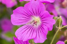 Geranium gracile 'Sirak'