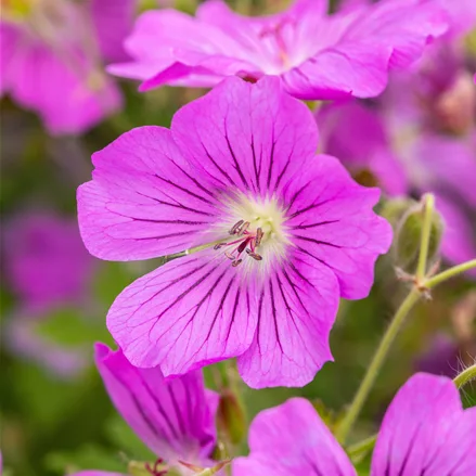 Geranium gracile 'Sirak'