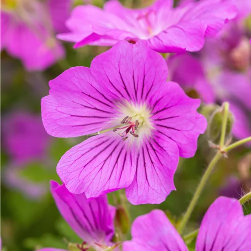 Geranium gracile 'Sirak'