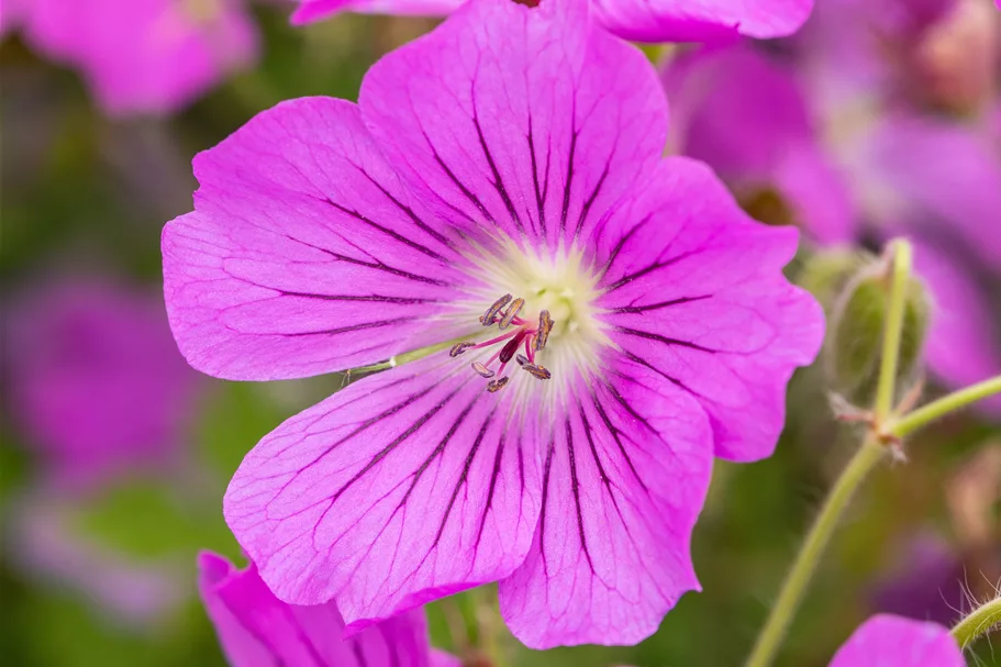 Geranium gracile 'Sirak'