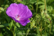 Geranium sanguineum