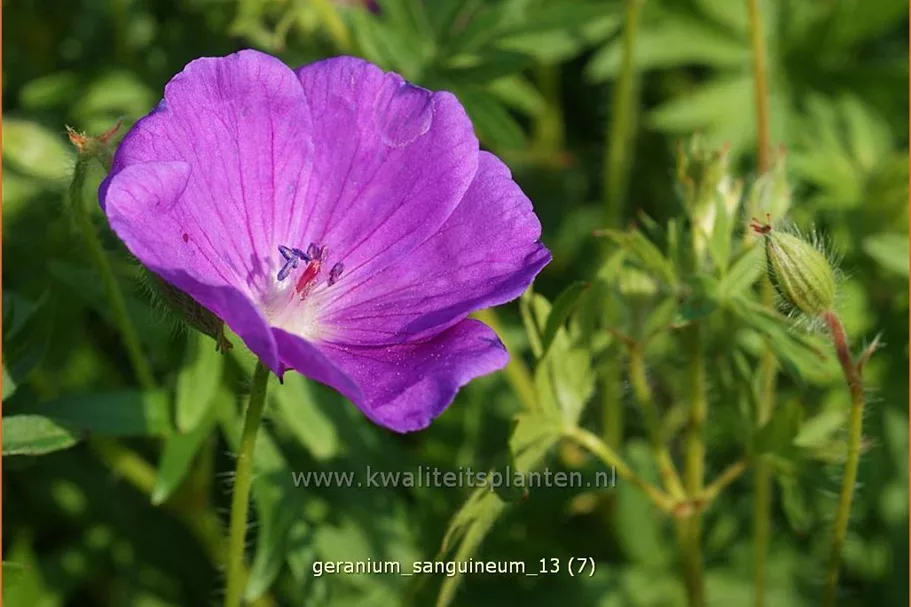 Geranium sanguineum