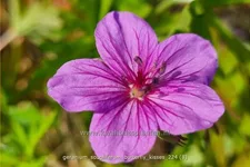Geranium soboliferum 'Butterfly Kisses'