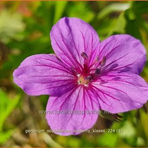 Geranium soboliferum 'Butterfly Kisses'