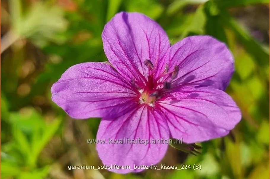 Geranium soboliferum 'Butterfly Kisses'