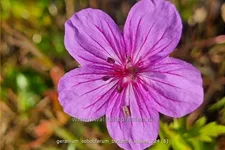 Geranium soboliferum 'Butterfly Kisses'