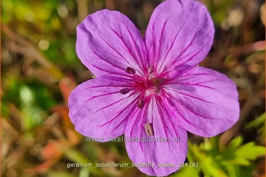 Geranium soboliferum 'Butterfly Kisses'