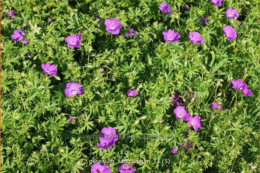 Geranium sanguineum