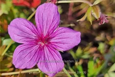 Geranium soboliferum 'Butterfly Kisses'