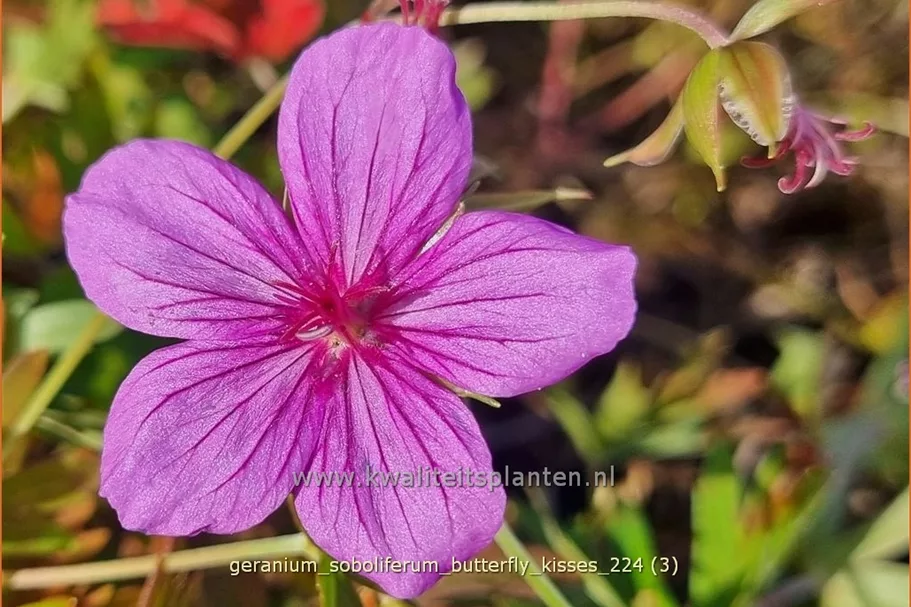 Geranium soboliferum 'Butterfly Kisses'