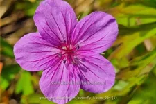 Geranium soboliferum 'Butterfly Kisses'