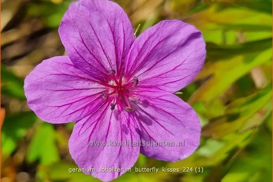 Geranium soboliferum 'Butterfly Kisses'