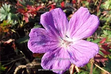 Geranium sanguineum