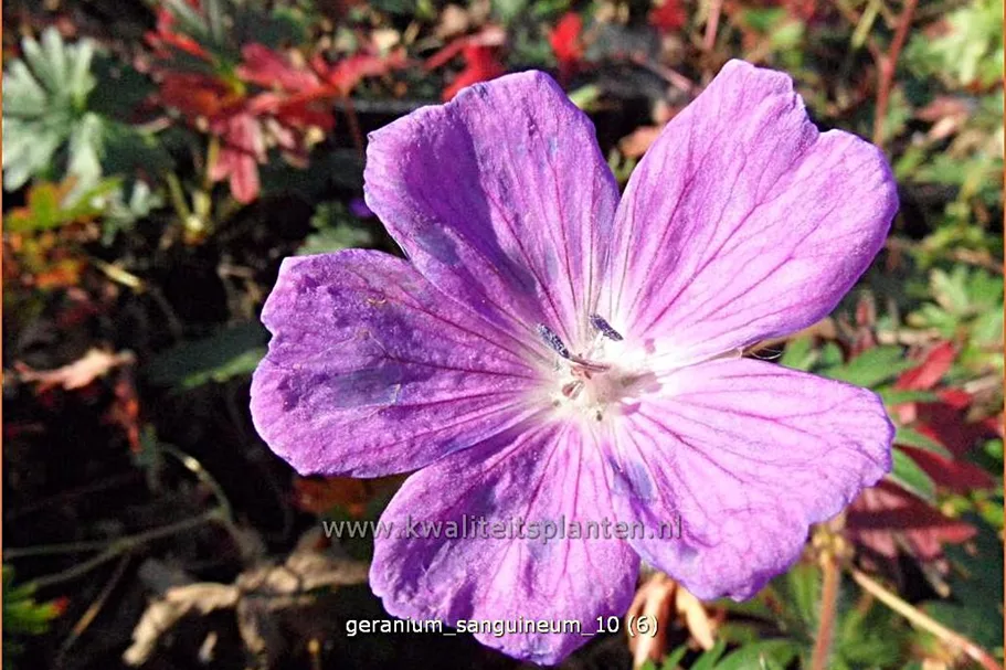 Geranium sanguineum